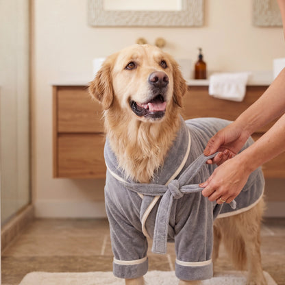 Tying the Sleekpaw bathrobe belt on a happy golden retriever after a bath